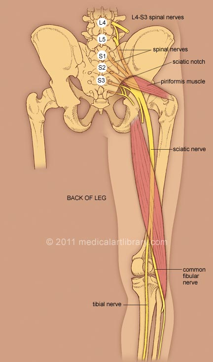 sciatic-nerve