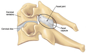 The facet joint and intervertebral disc.