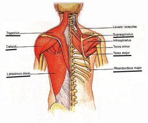 Muscle knots can be caused my misalignments of the spine.